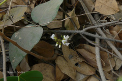 Derris trifoliata